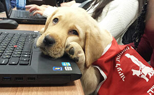 ערכת ציוד מלא לגור כולל רצועה, קולר, צלחת, מלונה