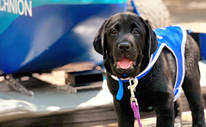 רצועת הולכה לכלב נחייה